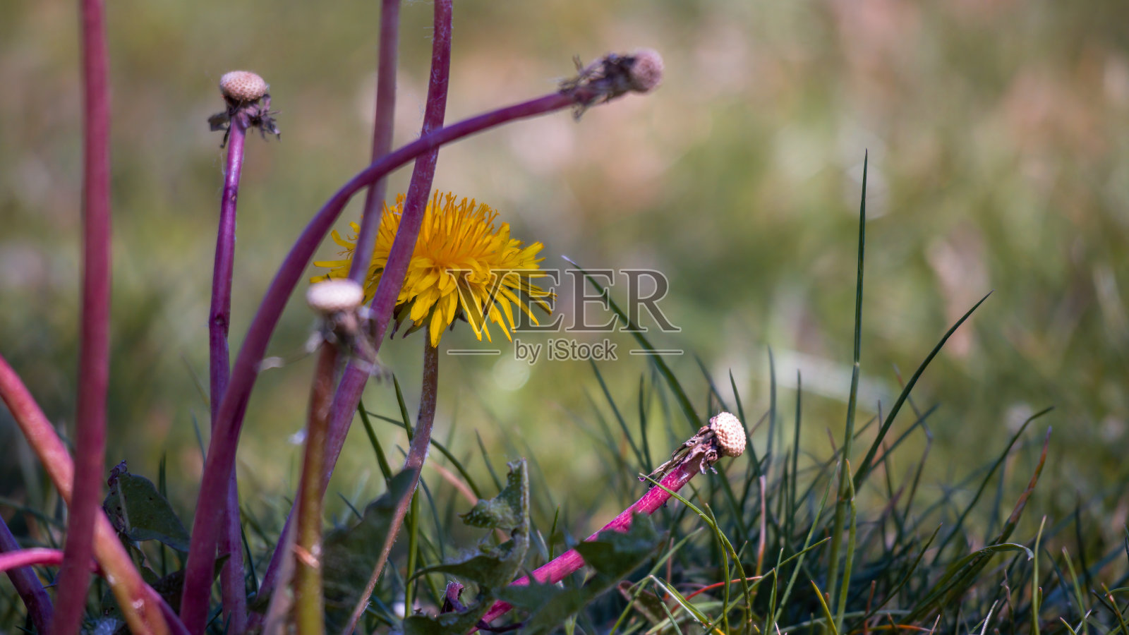草地上野花的特写照片摄影图片