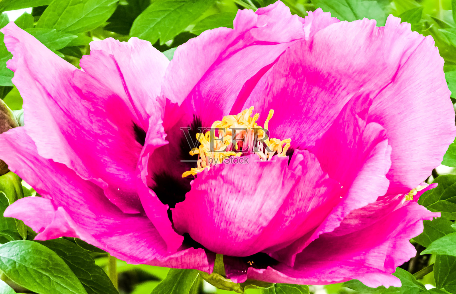 矮牡丹的花朵。盛开的牡丹树。特写镜头。岩石牡丹。花卉自然背景。照片摄影图片