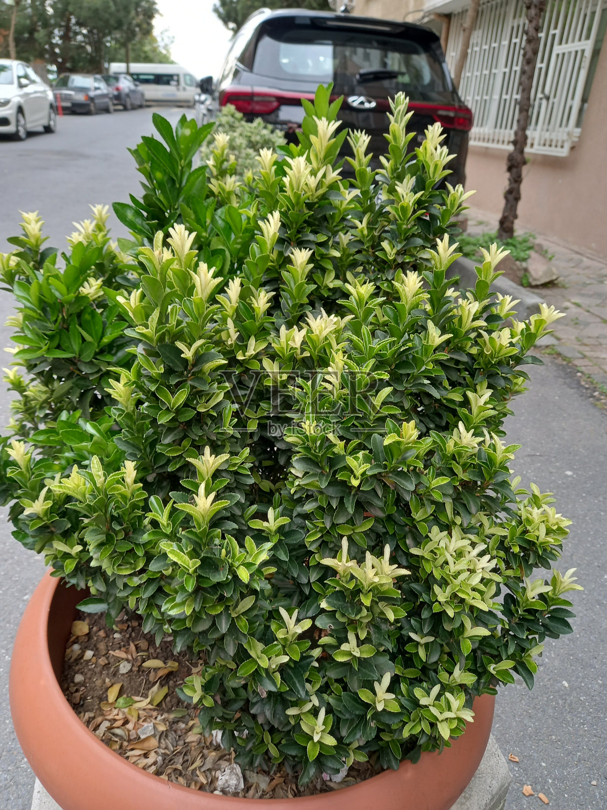 Sarykahve ye<s:1> il renkli doğa照片摄影图片