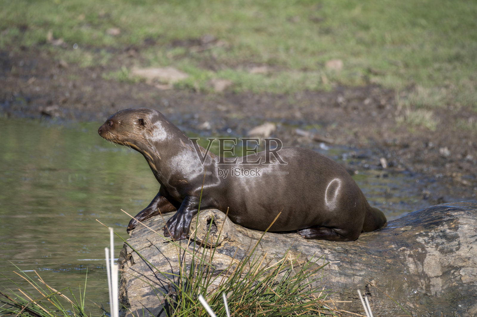 巨大的水獭照片摄影图片