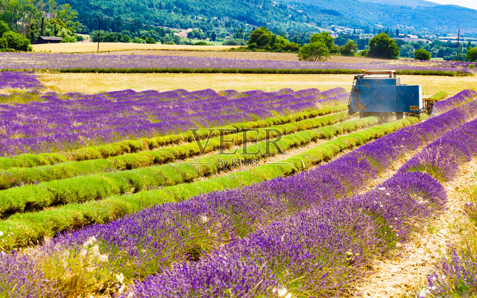 拖拉机在薰衣草地里干活。收获的季节照片摄影图片