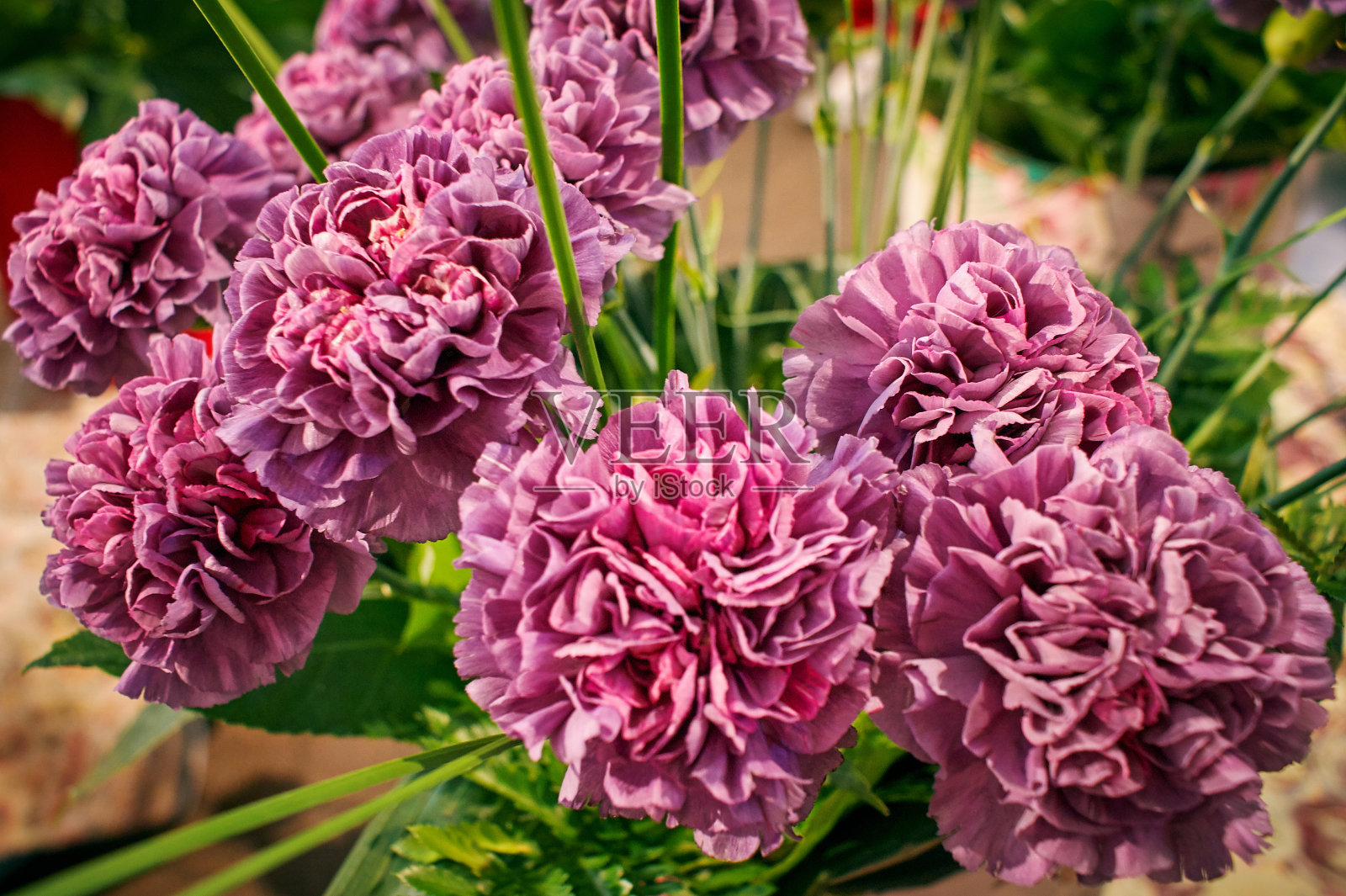 插花,花束,康乃馨照片摄影图片