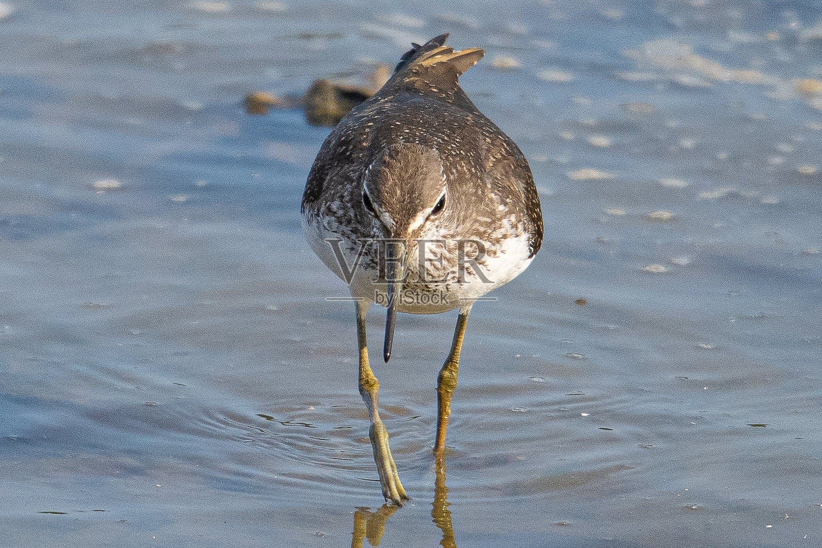 矶鹬是一种小型的古北方涉禽,是西班牙赫罗纳的一种常见鸟类照片摄影图片