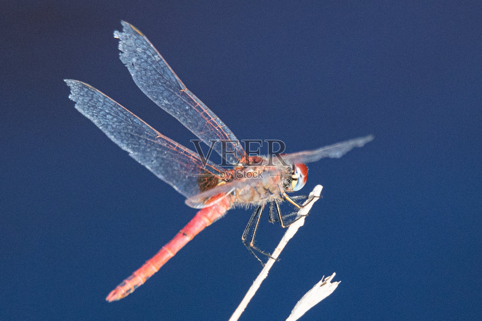 红脉蜻蜓(学名:Sympetrum fonscolombii)是一种常见于西班牙赫罗纳的蜻蜓照片摄影图片