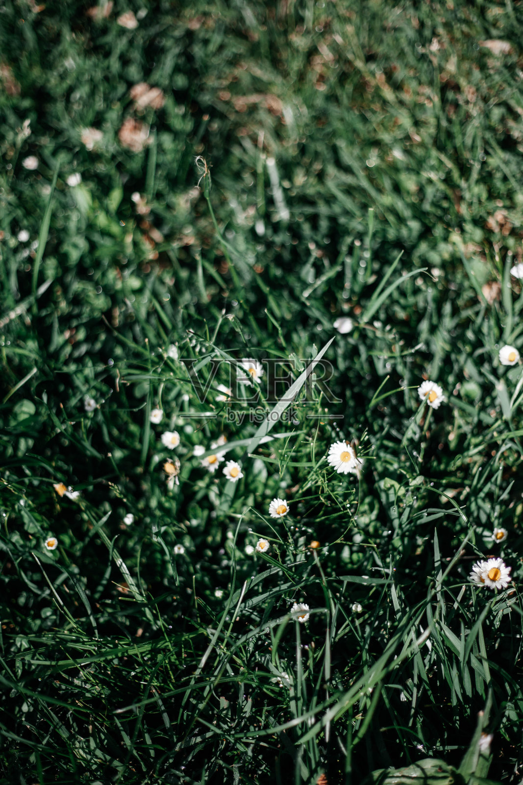 黄春菊照片摄影图片