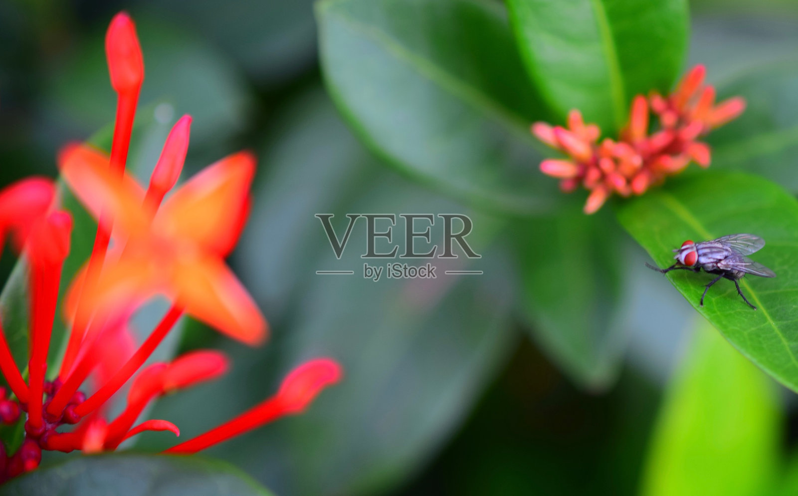 飞照片摄影图片