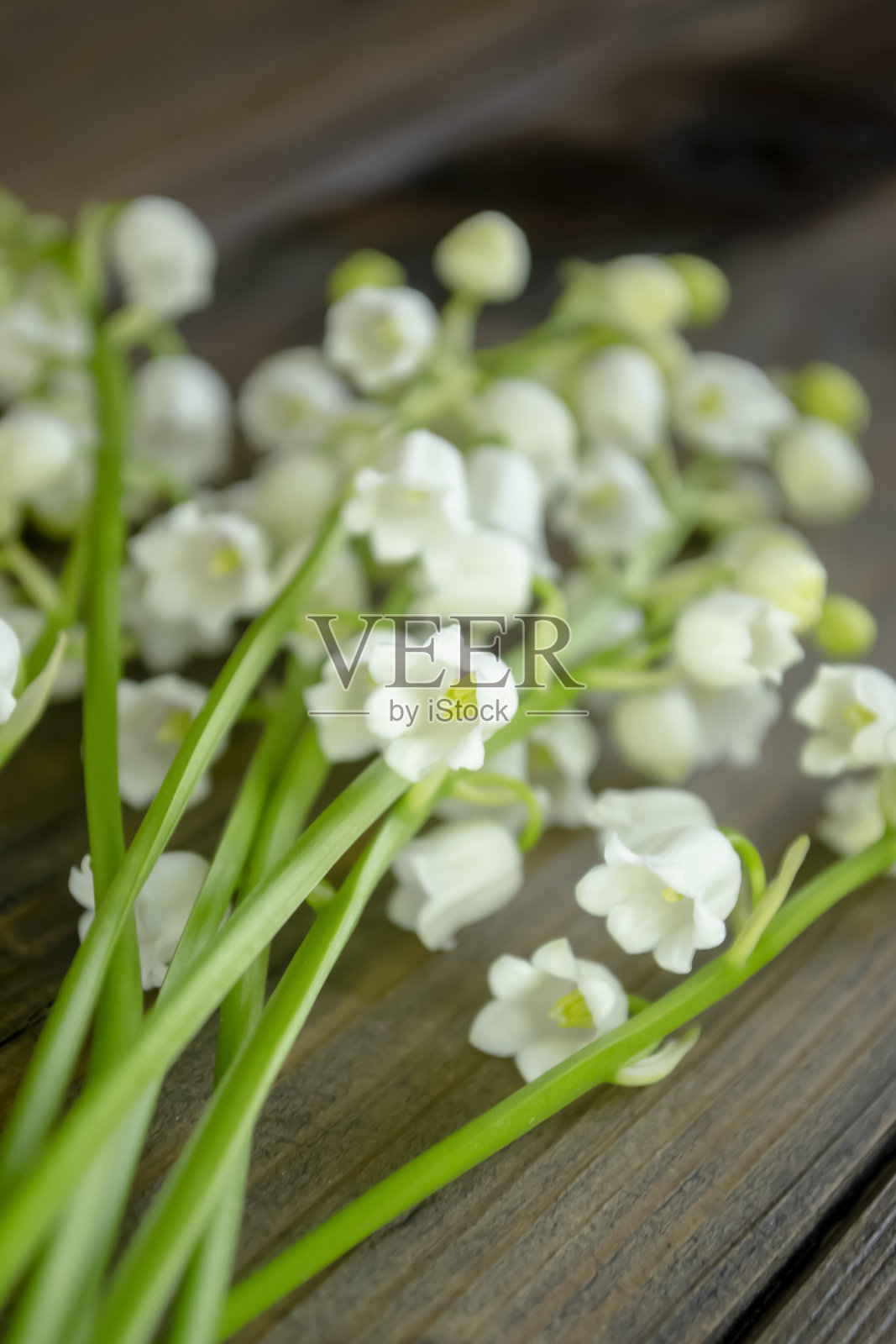 铃兰的花躺在一起。许多铃兰。很多铃铛都是白色的。百合花的季节-收割出售。照片摄影图片