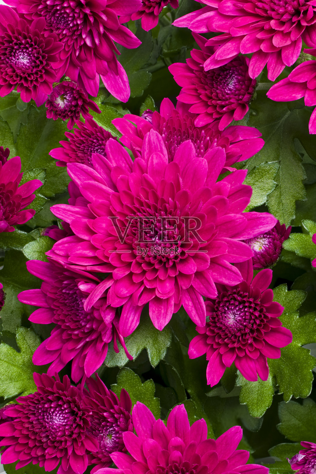 菊花也被称为耐寒的妈妈和深红色的雏菊,它是一种中国本土的种植和装饰植物,已有2000多年的历史。照片摄影图片