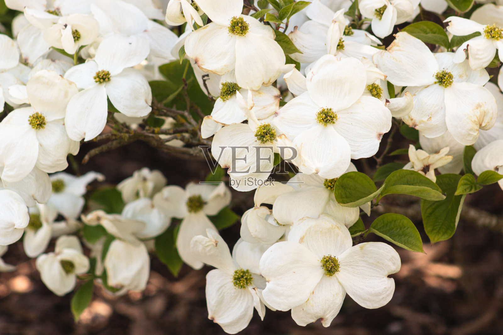 佛罗里达山茱萸,开花的山茱萸照片摄影图片