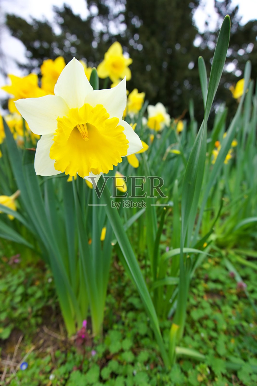 白色的黄色水仙花在花园里照片摄影图片