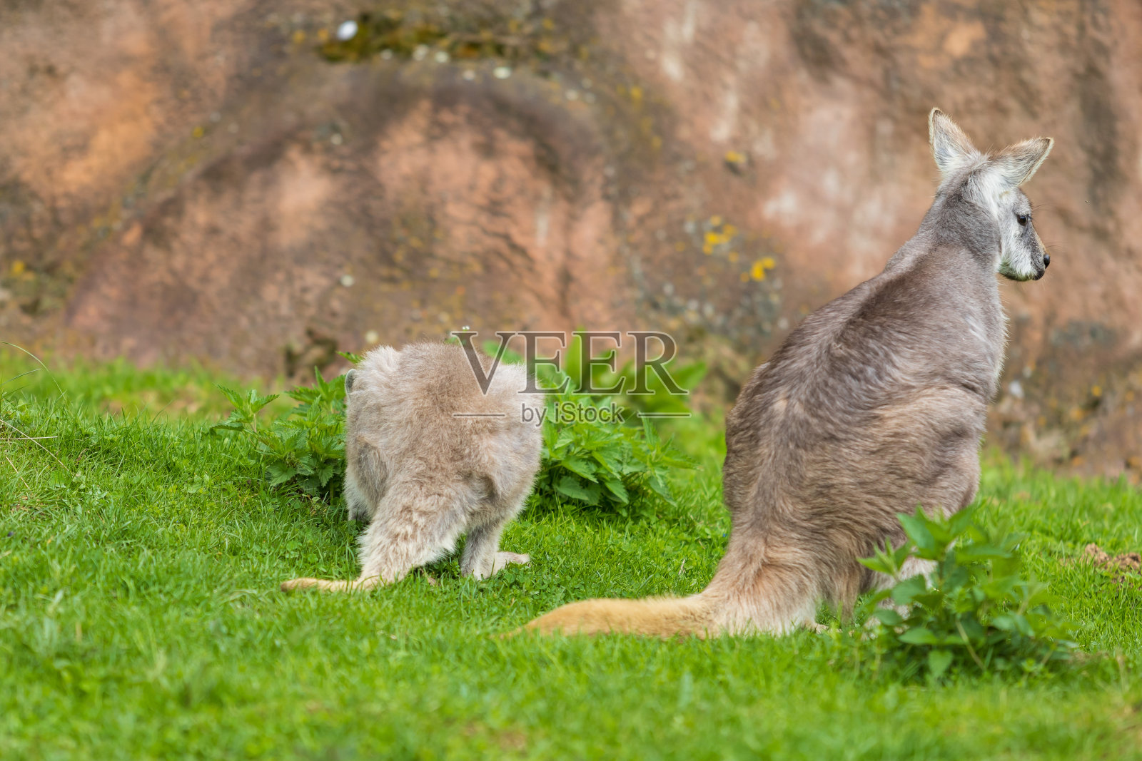 绿色草地上美丽的小袋鼠照片摄影图片