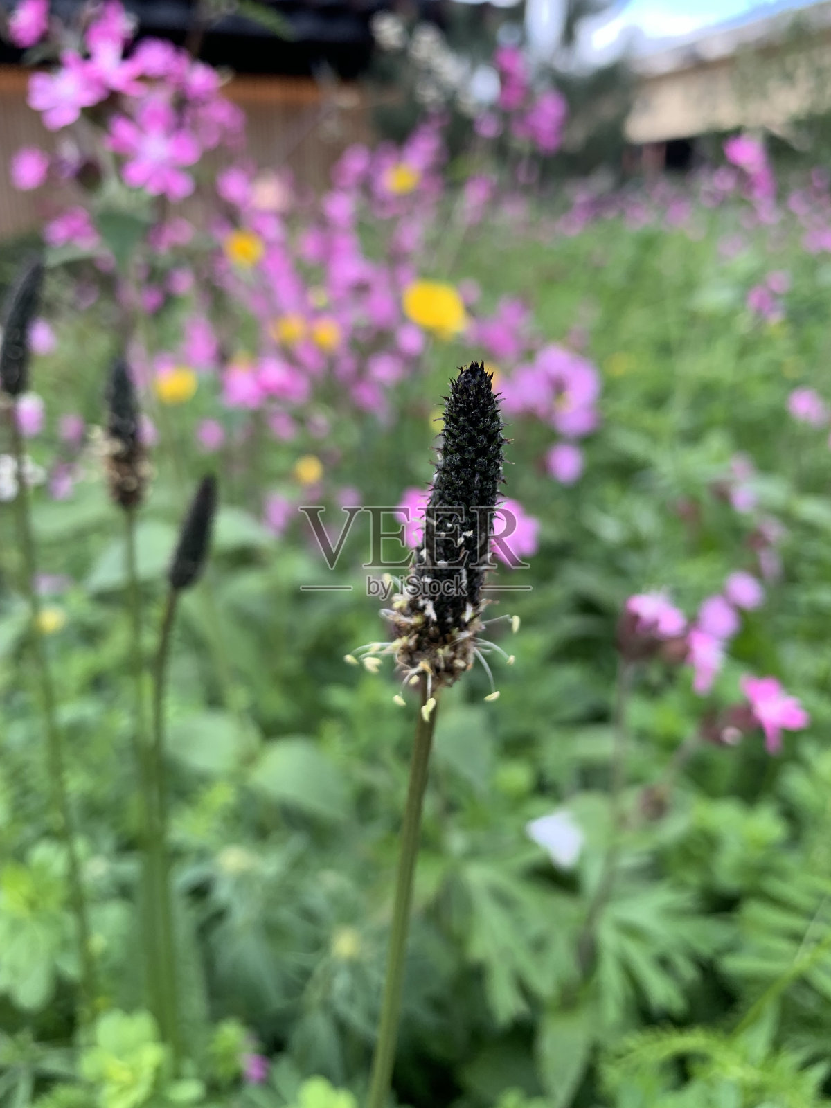 花照片摄影图片