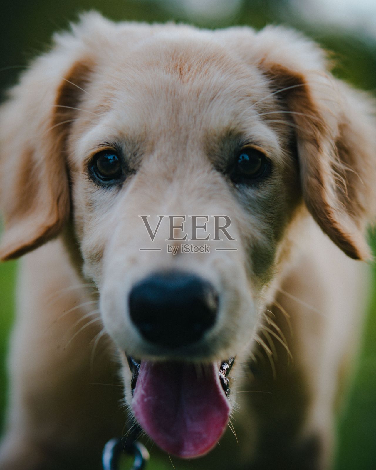 拴着皮带的狗会伸出舌头照片摄影图片