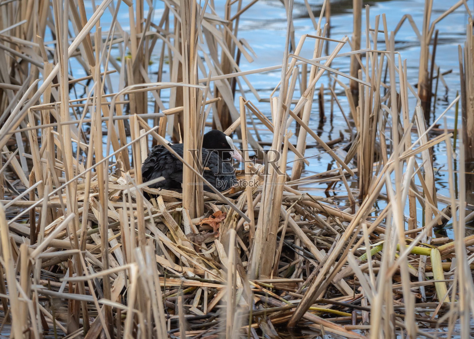欧亚白骨顶在湖边干芦苇间的巢中孵蛋照片摄影图片