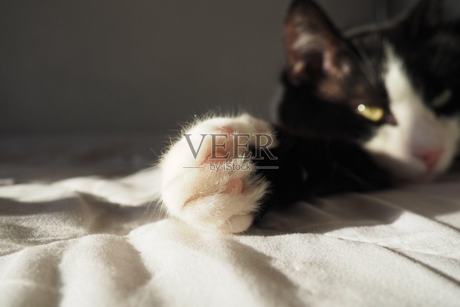 一只黑白猫的爪子靠近了。小猫伸开爪子睡在白色床垫上。柔软蓬松的手指和猫垫。在公寓里养宠物。懒惰的猫照片摄影图片