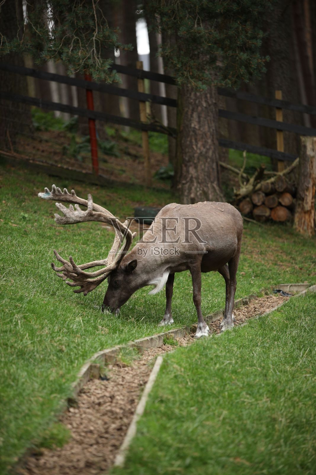 一只驯鹿站在有木栅栏和茂盛树木的围栏里吃草的垂直镜头。照片摄影图片