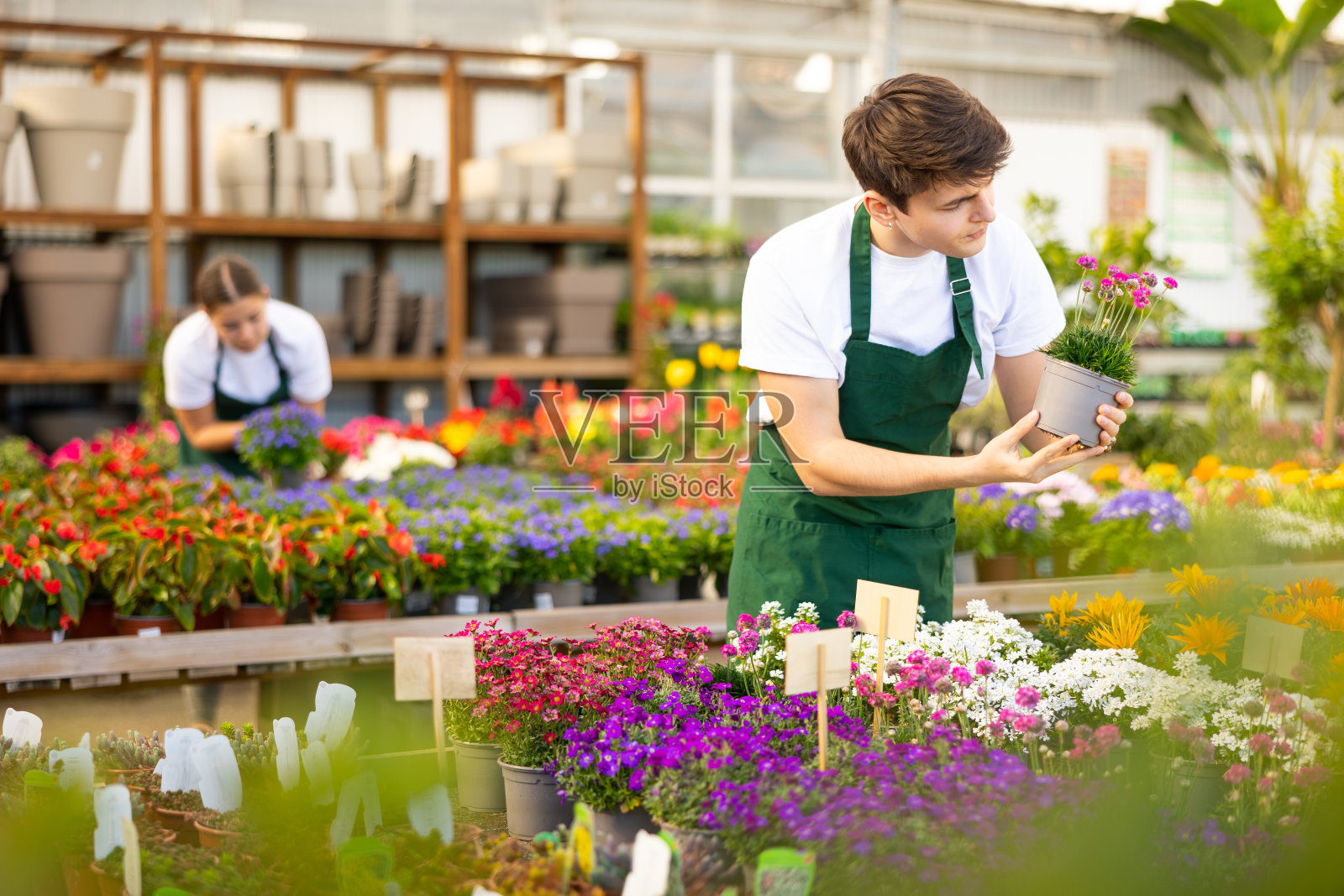 熟练专注的年轻男性花艺师关心盆栽美洲花在温室照片摄影图片