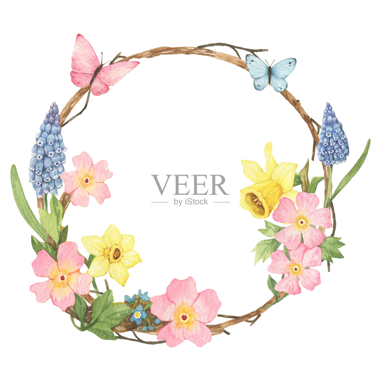 春天花环与水仙花,羽毛和水彩画插图。孤立于白色插画图片素材