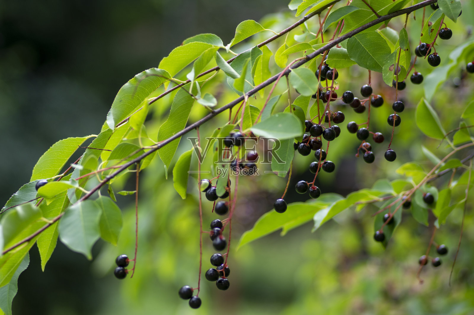 鸟樱樱樱樱树枝上挂着黑色和红色的果实,绿叶在秋天的日光下照片摄影图片