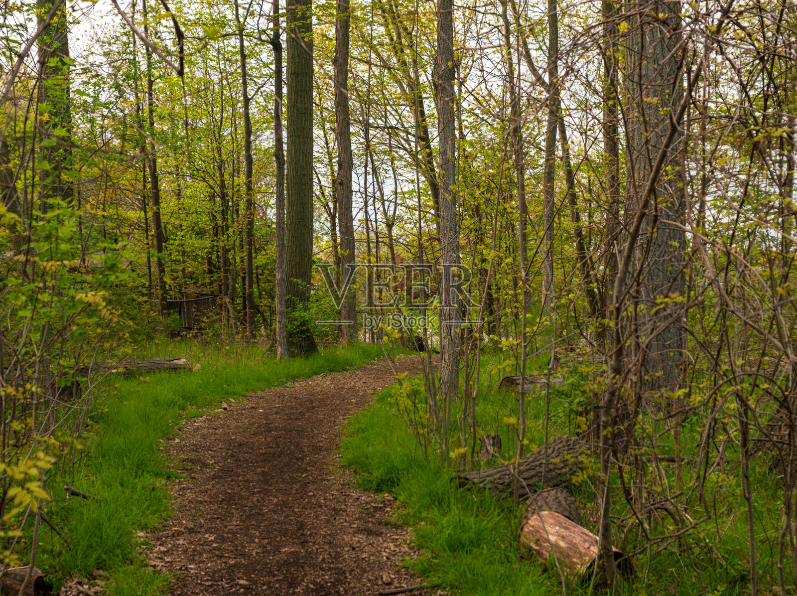 自然景观-森林中的徒步小径照片摄影图片
