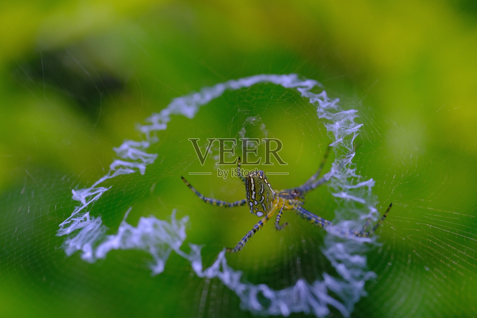 Argiope aurantia蜘蛛织网的微距照片照片摄影图片