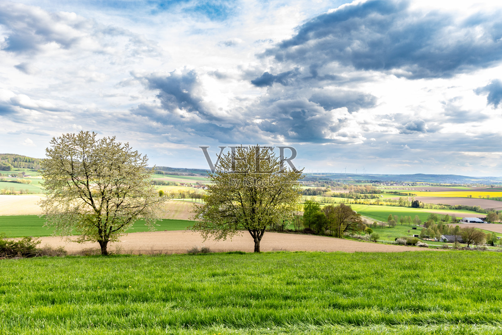 美丽的风景有绿色的草地,附近有樱花树,天空有如画的云照片摄影图片