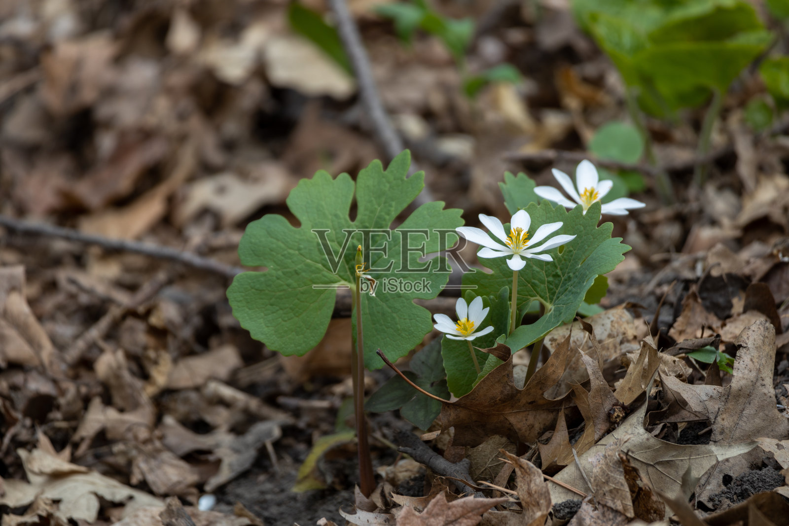 林地中的白色血根野花照片摄影图片