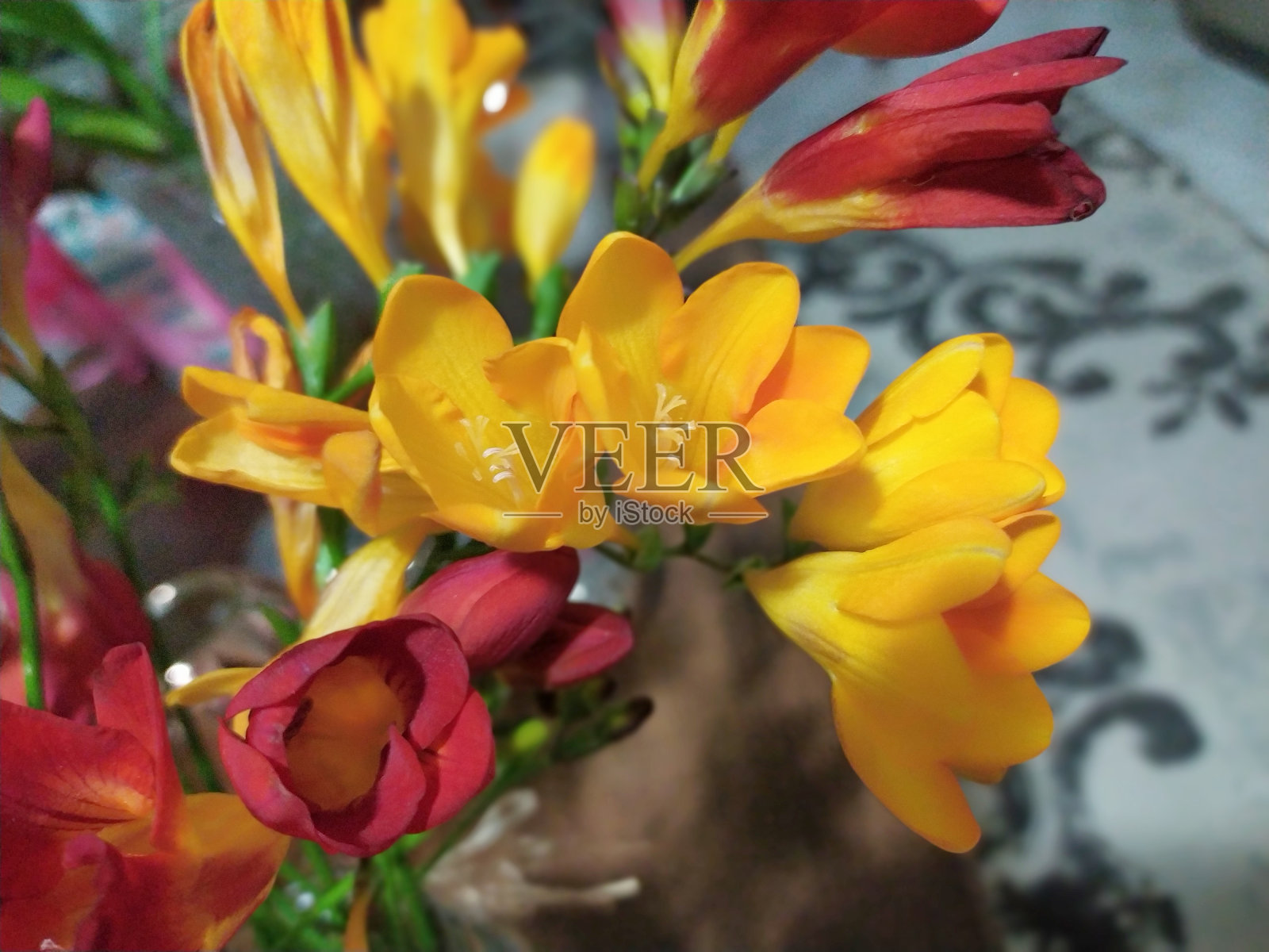 五颜六色的鲜花照片摄影图片