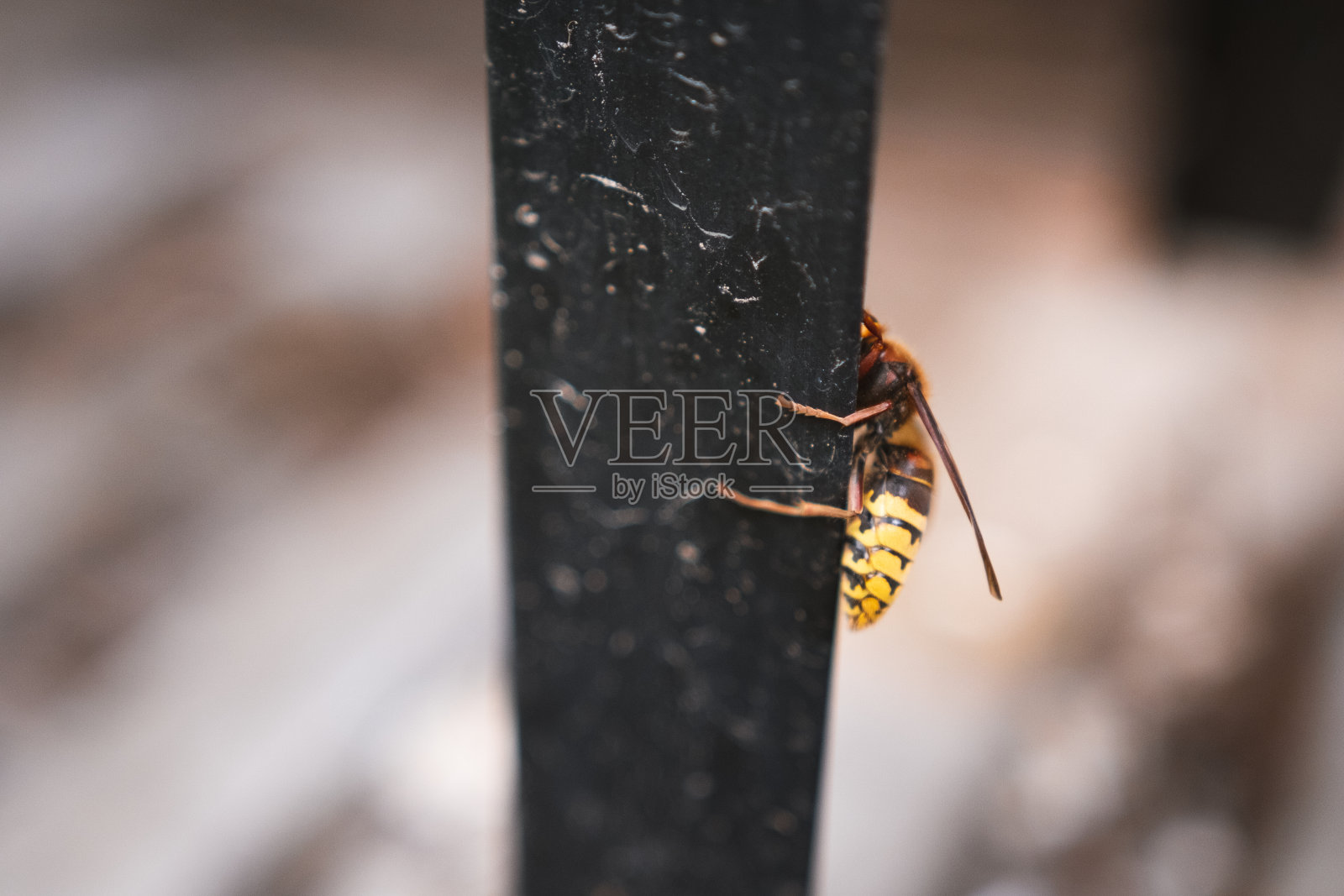 大黄蜂爬上一根杆子和一块混凝土砖——大黄蜂——一种大昆虫照片摄影图片