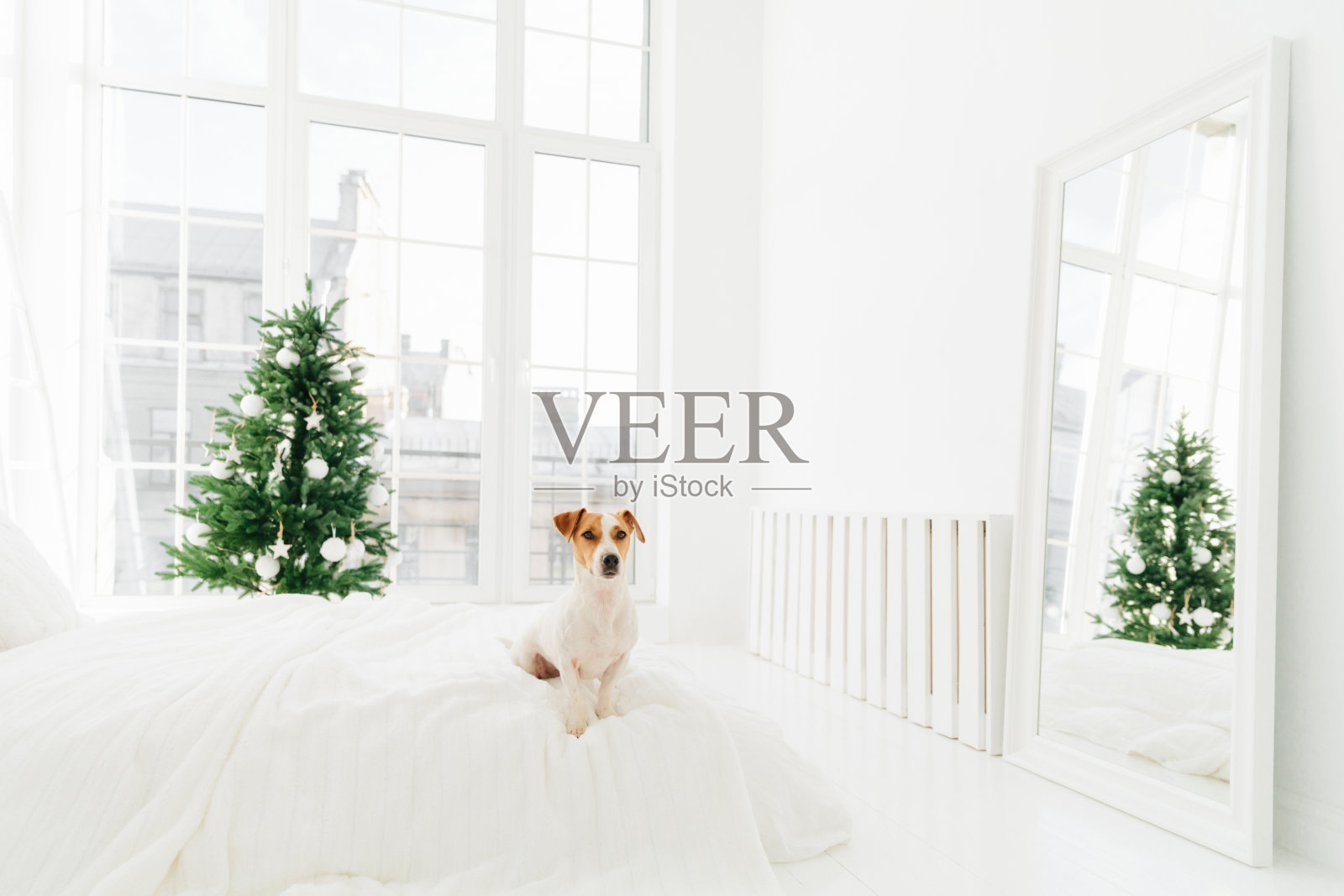 可爱的白色和棕色的小狗在卧室的床上摆姿势,在冬天享受舒适的家庭氛围,装饰圣诞树的背景照片摄影图片