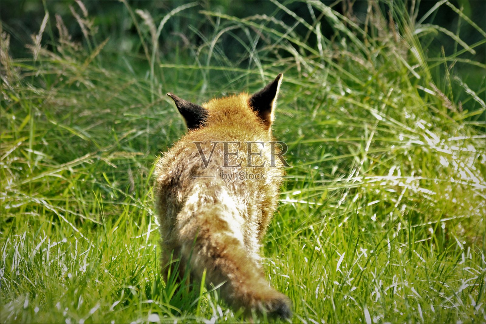 顽皮的狐狸在阳光下玩耍照片摄影图片