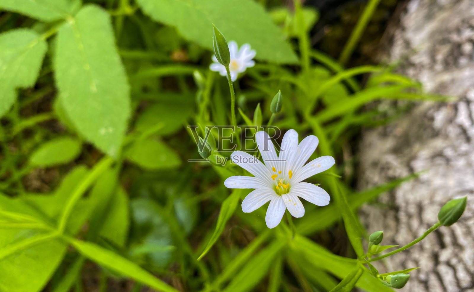 春天的森林里,白色的凤尾草披针形。照片摄影图片