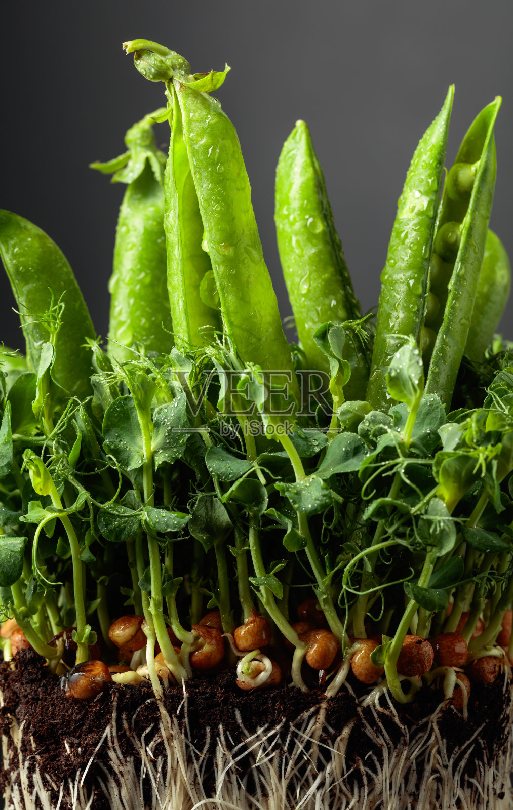 新鲜豌豆荚和微绿芽。照片摄影图片