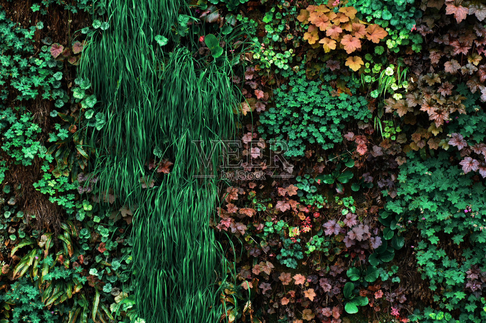 彩色常春藤墙背景。照片摄影图片