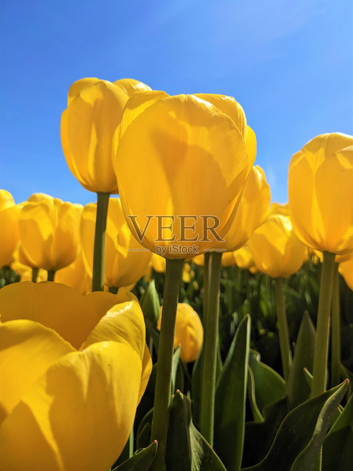 黄色郁金香伸向蓝天的特写照片摄影图片