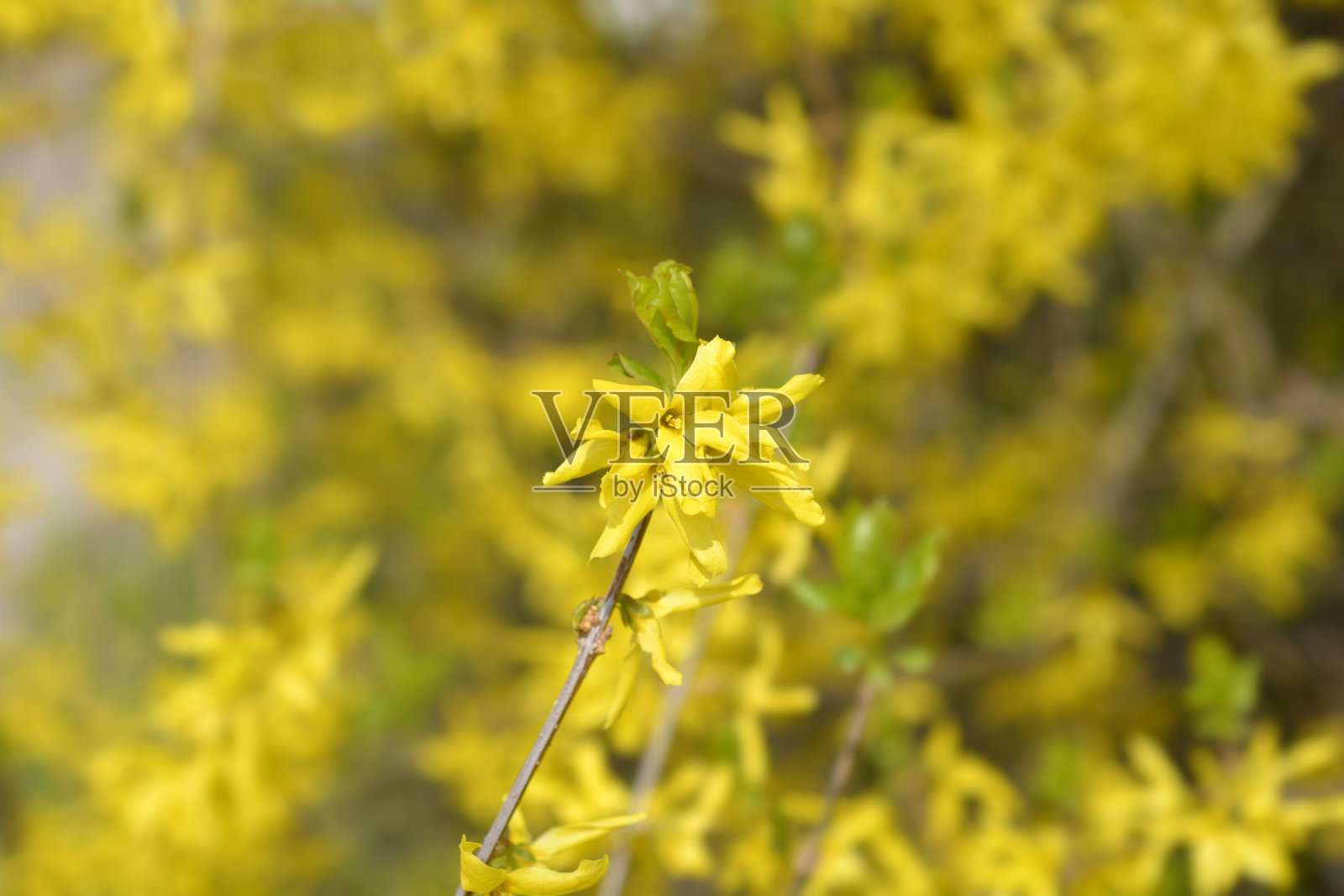 连翘照片摄影图片