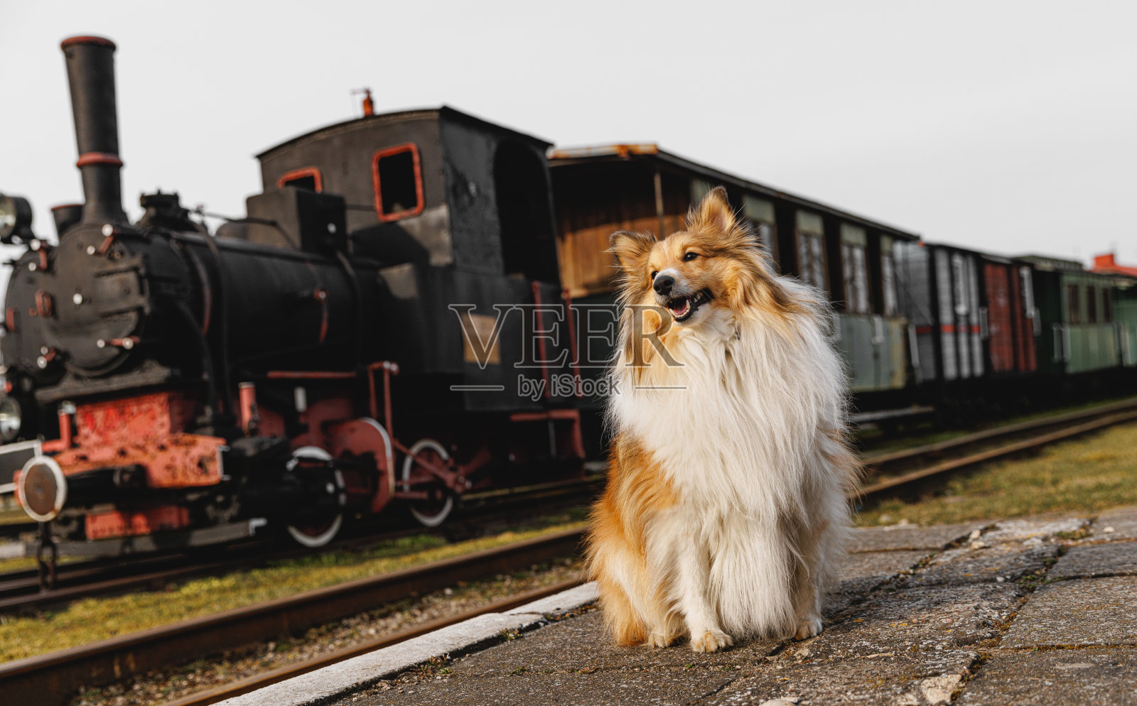 狗在火车站站台上等候。照片摄影图片