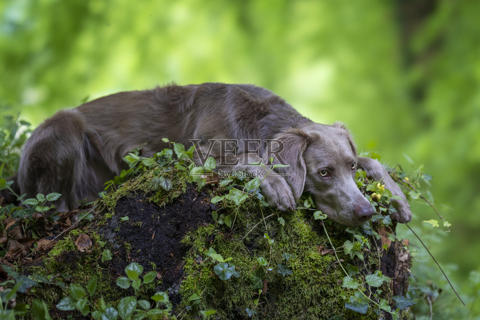 魏玛猎犬照片摄影图片
