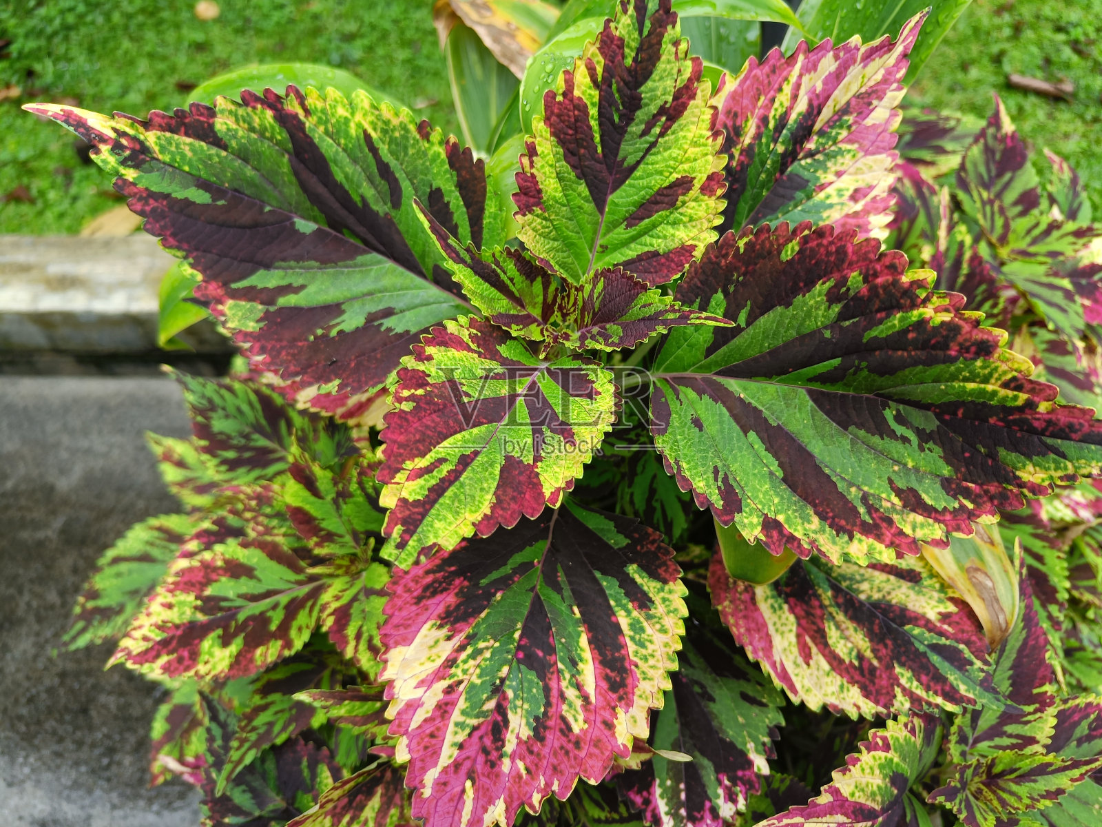 花盆里的彩色植物照片摄影图片