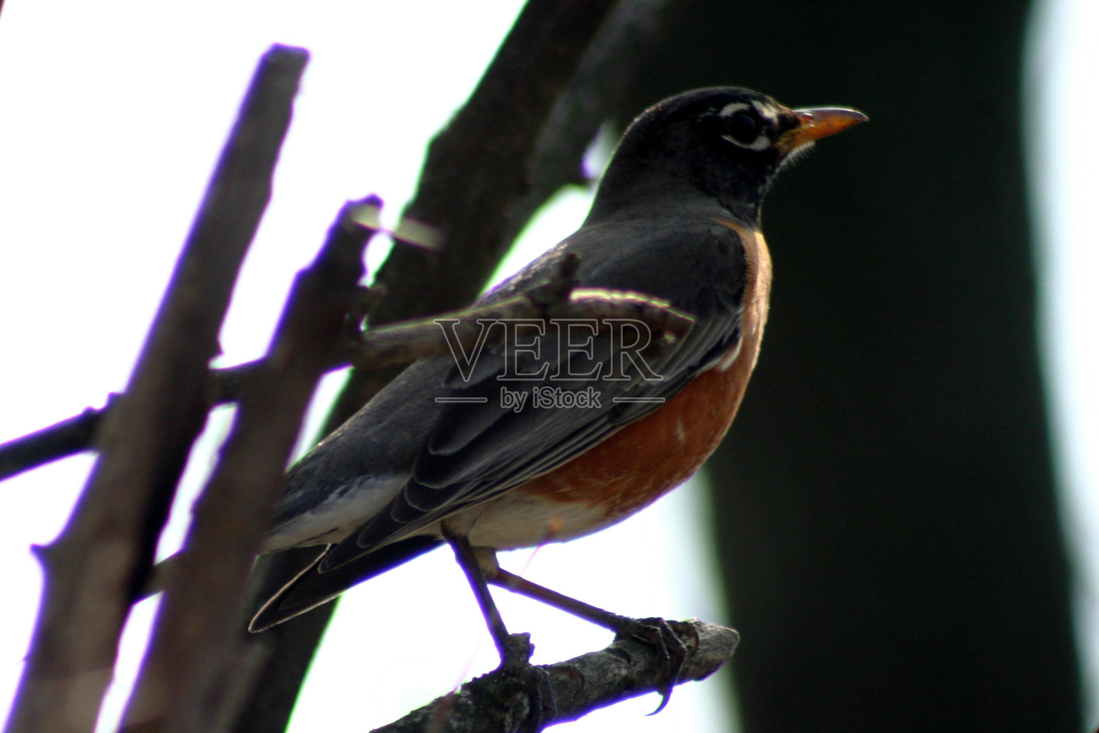一只小鸟的侧面,有橙色的喙和骄傲的橙色胸部栖息在一根棍子上照片摄影图片