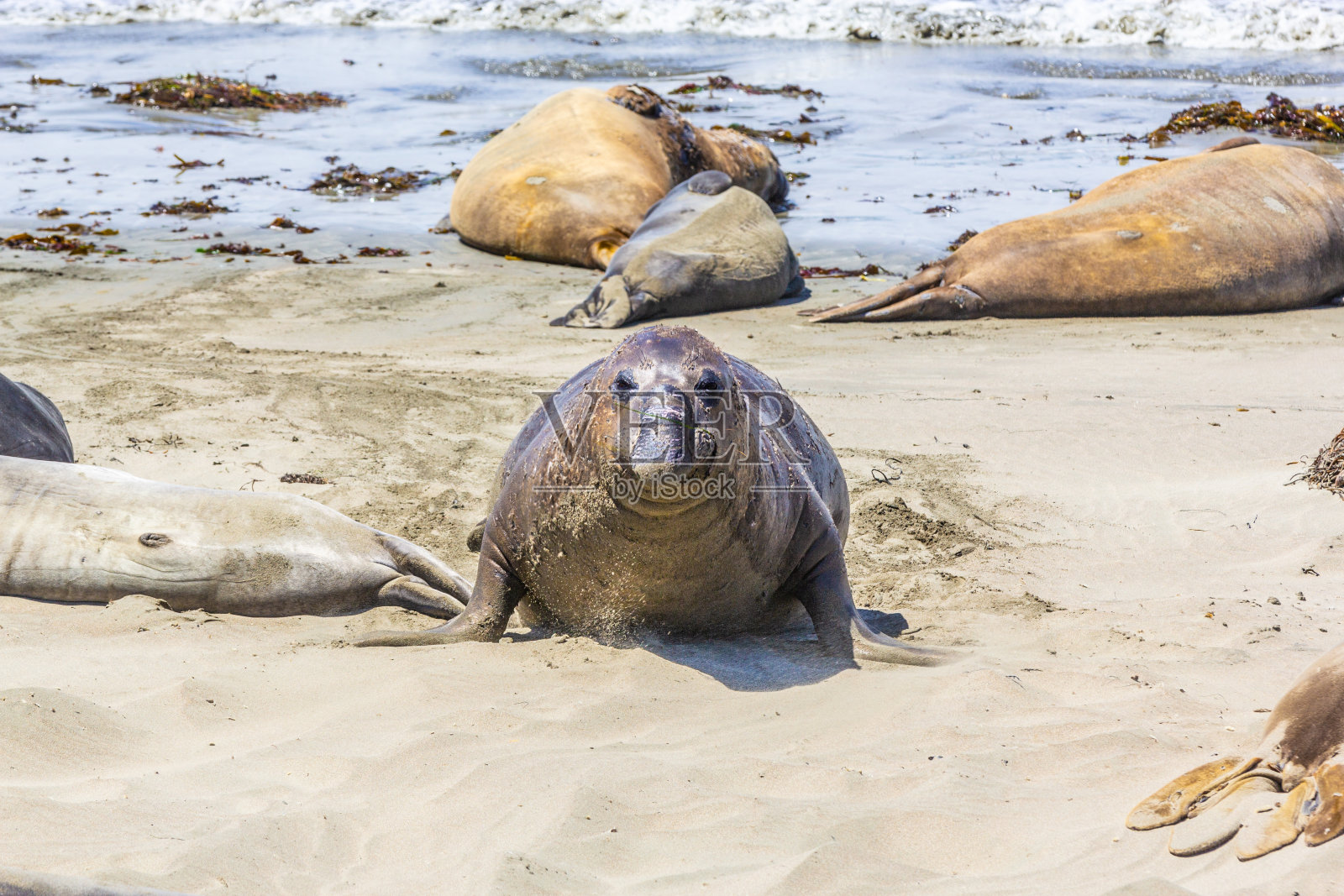 圣西蒙海滩上的海狮照片摄影图片