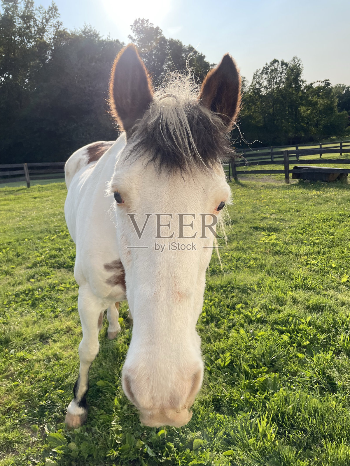 梅迪辛帽彩马照片摄影图片