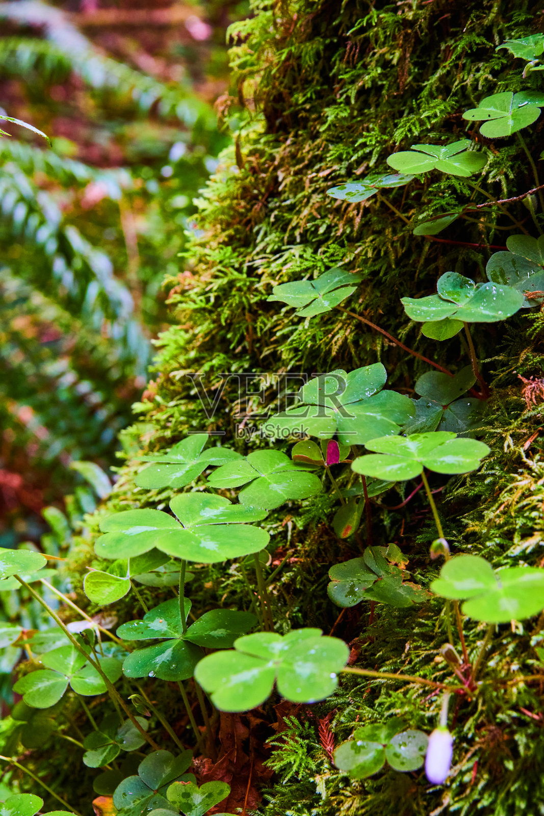 垂直的三叶草靠近长满苔藓的树干照片摄影图片