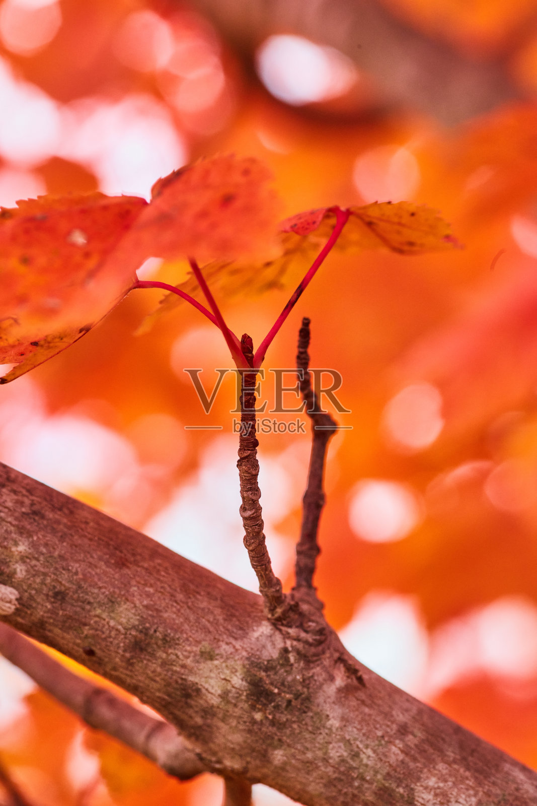 秋高气爽,枝叶红橙,近距离拍摄照片摄影图片