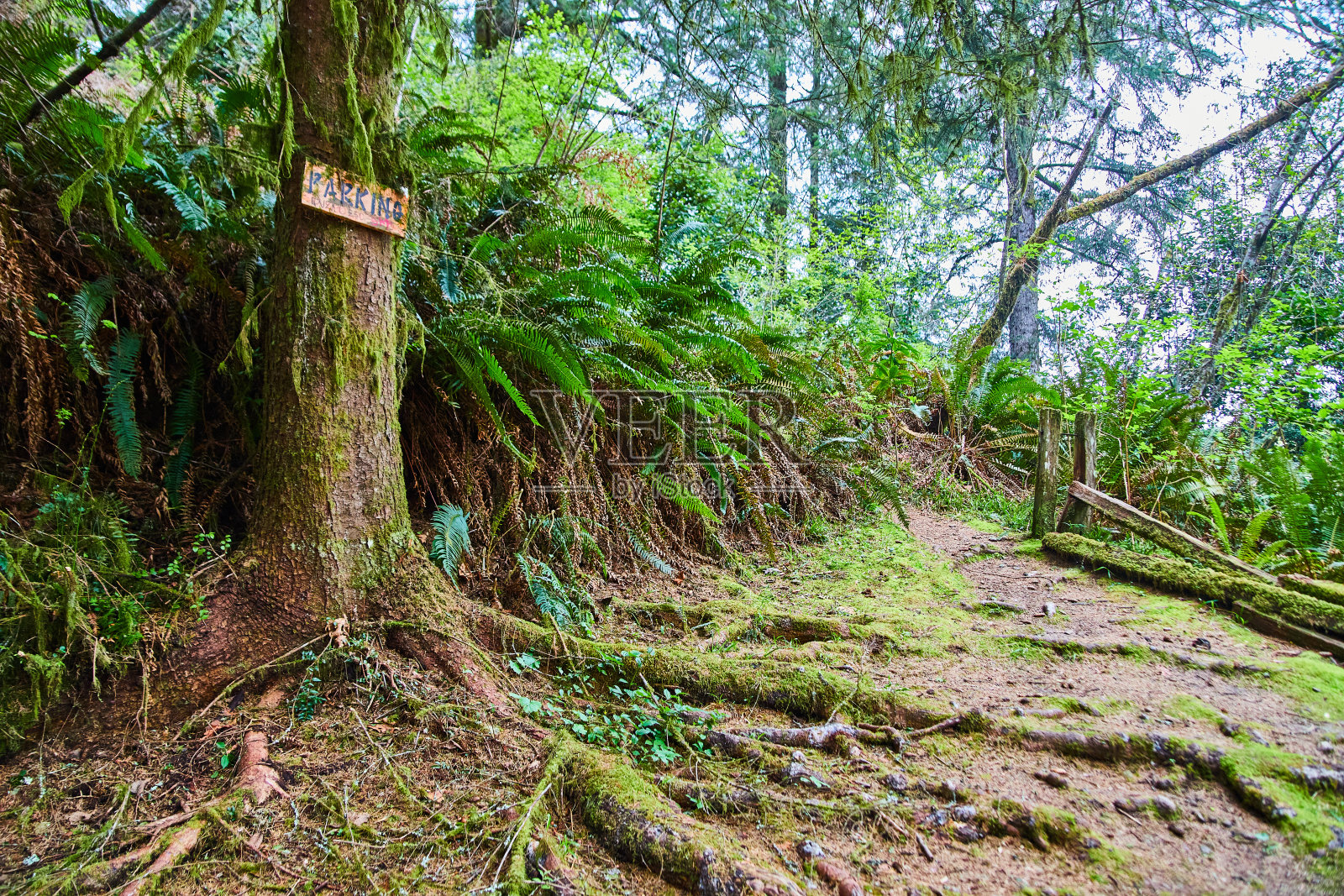 有停车标志的树,露出根照片摄影图片