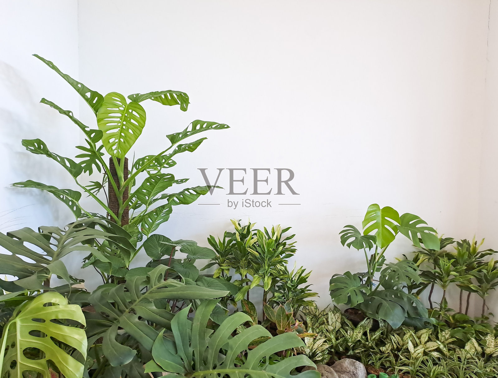 白色墙面上不同的装饰植物。照片摄影图片