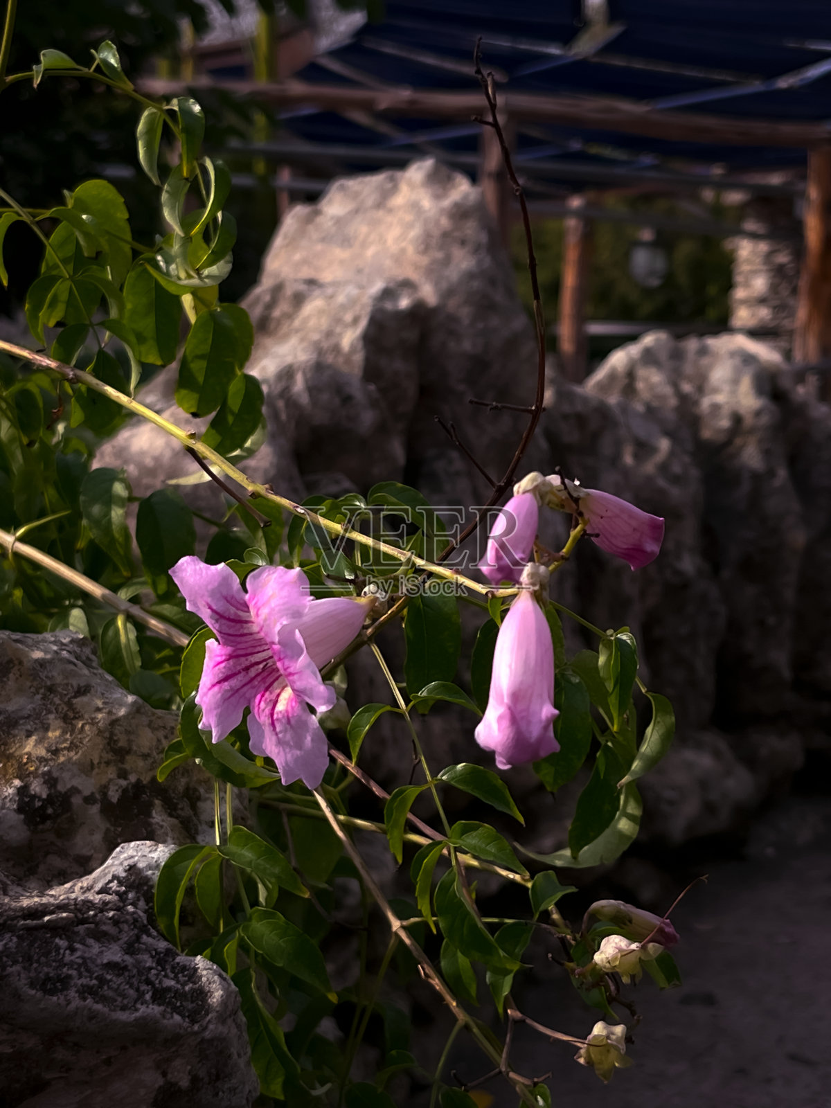 粉红色的小喇叭花照片摄影图片