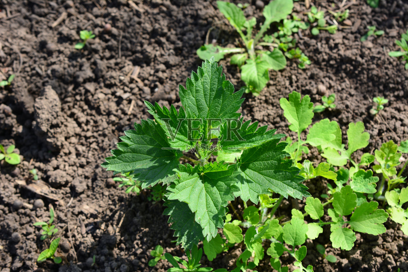 花园里一棵嫩叶的植物的特写照片摄影图片