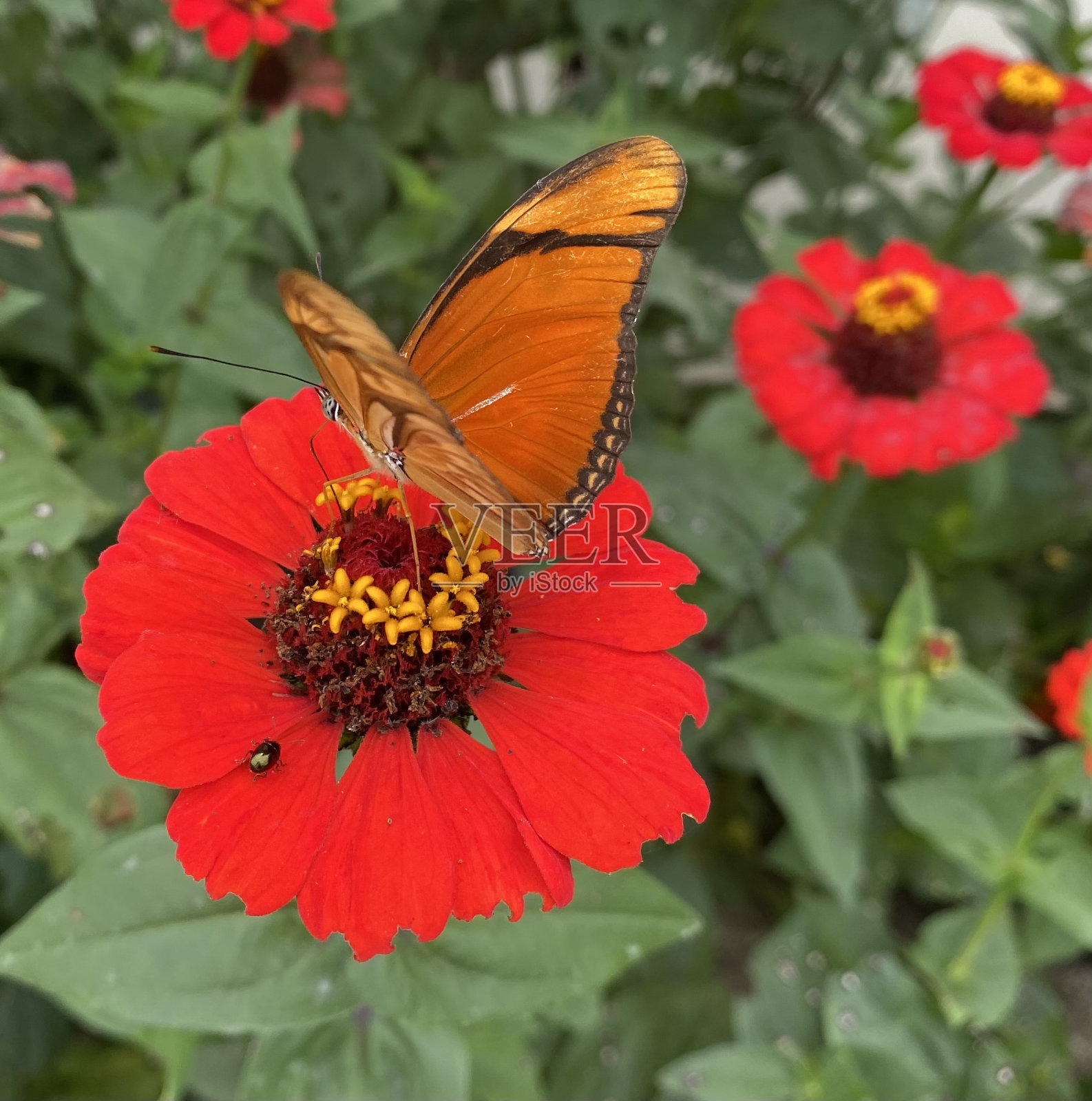授粉照片摄影图片