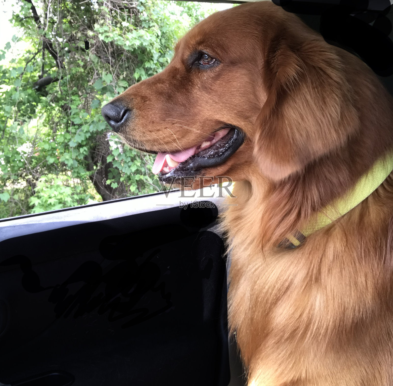 成年金毛猎犬向外张望照片摄影图片